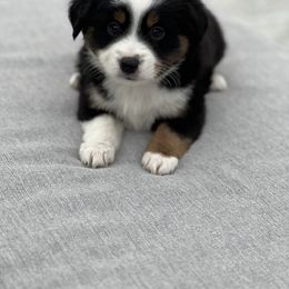 Toy Australian Shepherd Puppies from Toy Aussie Station