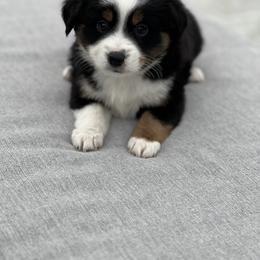 Toy Australian Shepherd Puppies from Toy Aussie Station