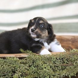 Miniature Australian Shepherd Puppies from ELVF Mini Aussies