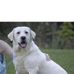 Labrador Retriever Puppies from Alabama English Labs