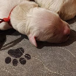 Red - Golden female Golden Retriever puppy in Lucasville, Ohio from Halo Kennels