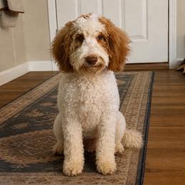 Lady - Goldendoodle