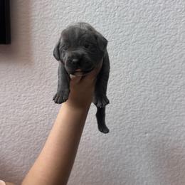 Boy 2 - Gray male Cane Corso puppy in Princeton, Texas from Guardians of Arcadia Cane Corso