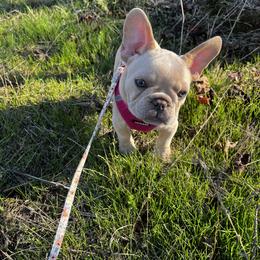 French Bulldog Puppies from Foster Lake Frenchies