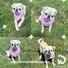Girl - born 3-17 - AVAILABLE 9-2-25 - White female Pug puppy in Cleveland, Ohio from Whimsical White Pugs - Quality Comes First