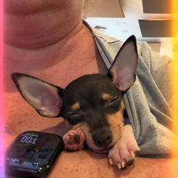 Baby 2 - White black and tan male Toy Fox Terrier puppy in Clermont, Florida from Debbie Hiles's Toy Fox Terriers