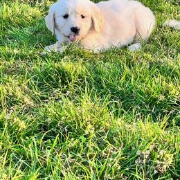 Golden Retriever and Labrador Retriever Puppies from Abels Envy Retrievers