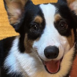 Gizmo - Pembroke Welsh Corgi