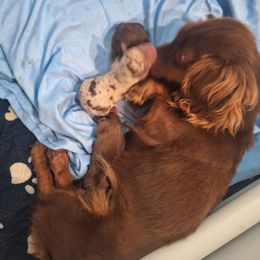 Boy 1 - Chocolate male Dachshund puppy in Powhatan, Virginia from Dashing Dachshunds Kennels