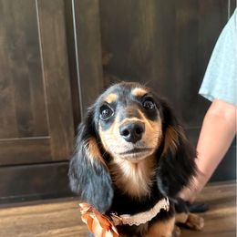 Benelli - Dachshund