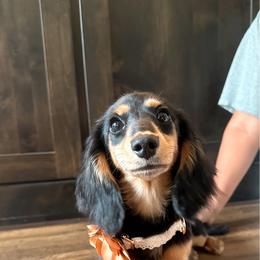 Benelli - Dachshund