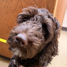 Patches - Chocolate male Australian Labradoodle puppy in Eagle, Wisconsin from Fruitful Beginnings,LLC