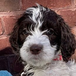 Elsa - Springerdoodle puppy from SpringerDoodles at the Beach