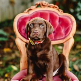 Labrador Retriever Puppies from Warnow Labradors