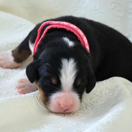 Winter - Black rust and white female Bernese Mountain Dog puppy in Elkton, Maryland from Bernese Beauties