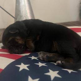 Sybil-Purple collar - Black and red female German Shepherd puppy in Ronan, Montana from Semper Fi K9 Montana