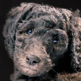 Poodle Puppies from Fluffy Poodles