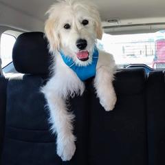 Goldendoodle Puppies from Bear Lake Bearded Retrievers