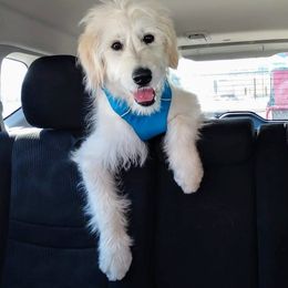 Goldendoodle Puppies from Bear Lake Bearded Retrievers