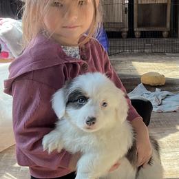 Puppy 2 - White and black male Pembroke Welsh Corgi puppy in Port Republic, Maryland from Bestfurends