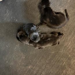Blue - Black male Labrador Retriever puppy in Newton Grove, North Carolina from Wayalife Labradors & Gsp’s