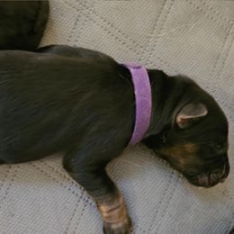Miss Purple - Black and red female German Shepherd puppy in Newaygo, Michigan from Sterley Shepherds