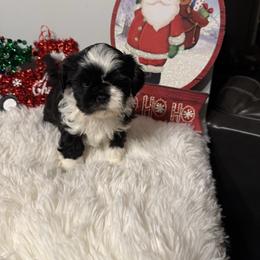 Wilbur - Black and white male Shih Tzu puppy in Boiling Springs, South Carolina from Sherry Whiteside's Shih Tzus