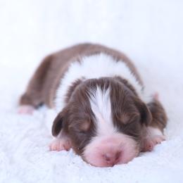 Titus - Red tri-color male Australian Shepherd puppy in Leavenworth, Kansas from Silverbrook Australian Shepherds