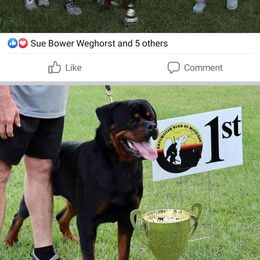 Rottweiler All Grown Up from Michelle Nicholson