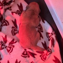 Girl 4 - Yellow female Labrador Retriever puppy in Reidsville, North Carolina from Wilson’s Pointers