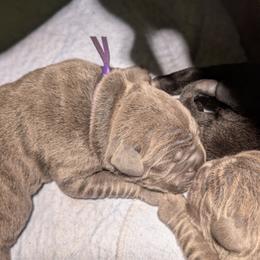 Purple collar - Gray male Cane Corso puppy in Va Beach, Virginia from Guardian Corso's