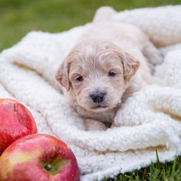 Goldendoodle Puppies from Ellie's Goldendoodles