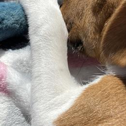 Jack Russell Terrier Puppies from Fair Dinkum Jack Russell Terriers
