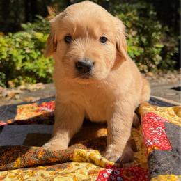 Hudson - Golden male Golden Retriever puppy in Commerce, Georgia from Chirping Meadows Goldens