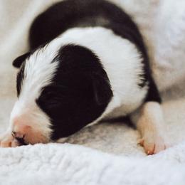 Nightshade - Black and white male Border Collie puppy in Opelousas, Louisiana from Zahara Border Collies