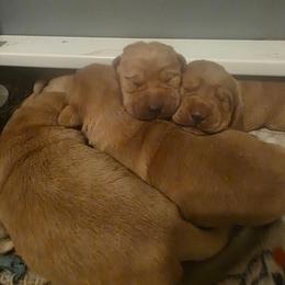 Boy - Yellow male Labrador Retriever puppy in Lenore, Idaho from Sunny Skies Retrievers