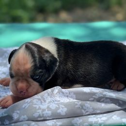 Leonidas - Brindle male Boxer puppy in Briggs, Texas from Dark Horse Boxers