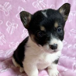 Girl 3 Black Tri - Black and white female American Corgi puppy in Scottown, Ohio from Wyndy Ridge Corgis