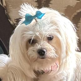 Kahlani - Maltese
