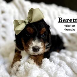 Beretta - Tri-color female Bernedoodle puppy in Jackson, Mississippi from T.M. Poodles & Doodles