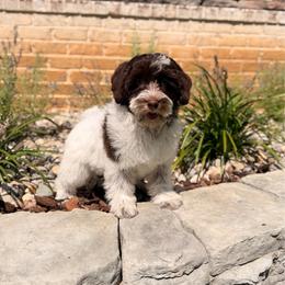 Chanel - Chocolate female Australian Labradoodle puppy in Nashville, Tennessee from SF Australian Labradoodles
