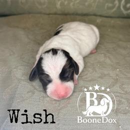 Wish - Chocolate and cream female Dachshund puppy in Lexington, Oklahoma from BooneDox Miniature Dachshunds