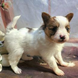 Vixen - White female Companion Cross puppy in Davenport, Washington from Lovely Ladies and Little Asses Miniature Equines (L3A Pomeranians & Papillons)