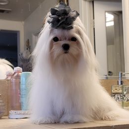 Bonnie - Maltese