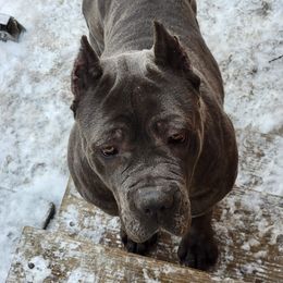 Anastasia - Cane Corso
