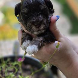 Jasmine - Phantom female Bernedoodle puppy in Decatur, Tennessee from Diamond's Doodles