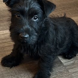 Girl 1 - Black female Scottish Terrier puppy in Scurry, Texas from Starlight Scotties of Texas