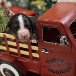 Blizzard - Tri-color male Bernese Mountain Dog puppy in Gardner, Kansas from Faith and Family Farm