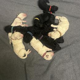 Poodle Puppies from Steinrock’s Standards