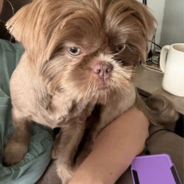 Paisley - Lilac female Shih Tzu puppy in Connersville, Indiana from Royal Blossom Shihtzus